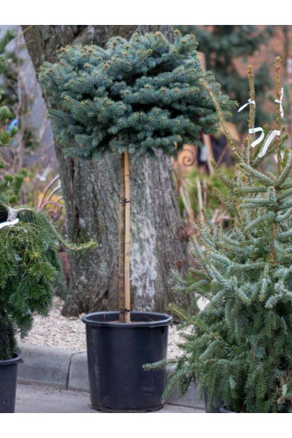 Ель колючая Глаука Глобоза на штамбе в горшке